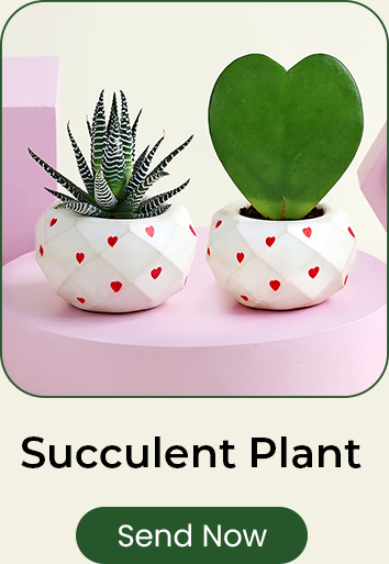 Succulent Plant