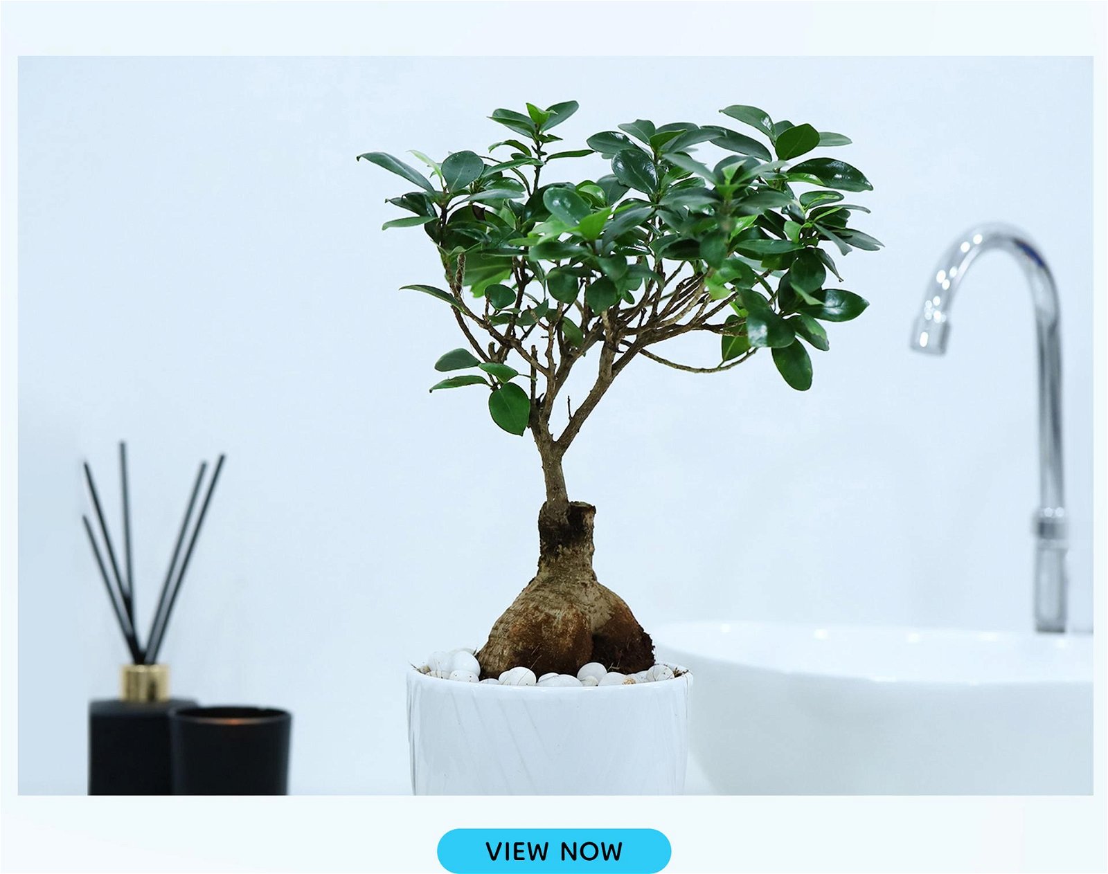 Bonsai With White Planter