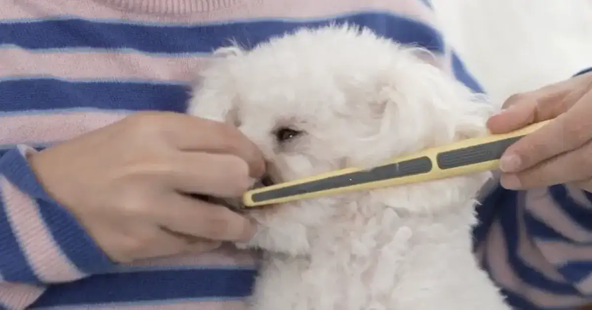 OREZE: Stress: free Microcurrent Toothbrush for Pet