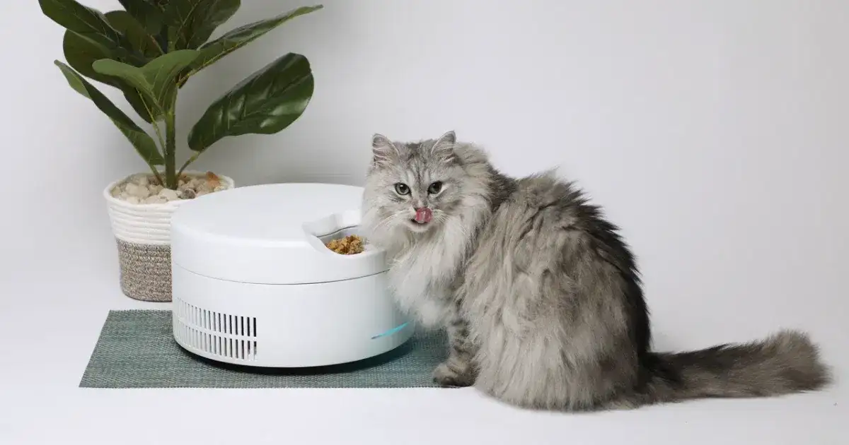 SoCool: The First Refrigerated Smart Pet Feeder