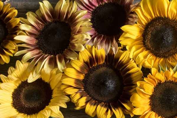 Sunflowers Photo