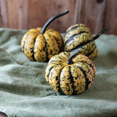 Shop Johnny's Honey Bun Winter Squash