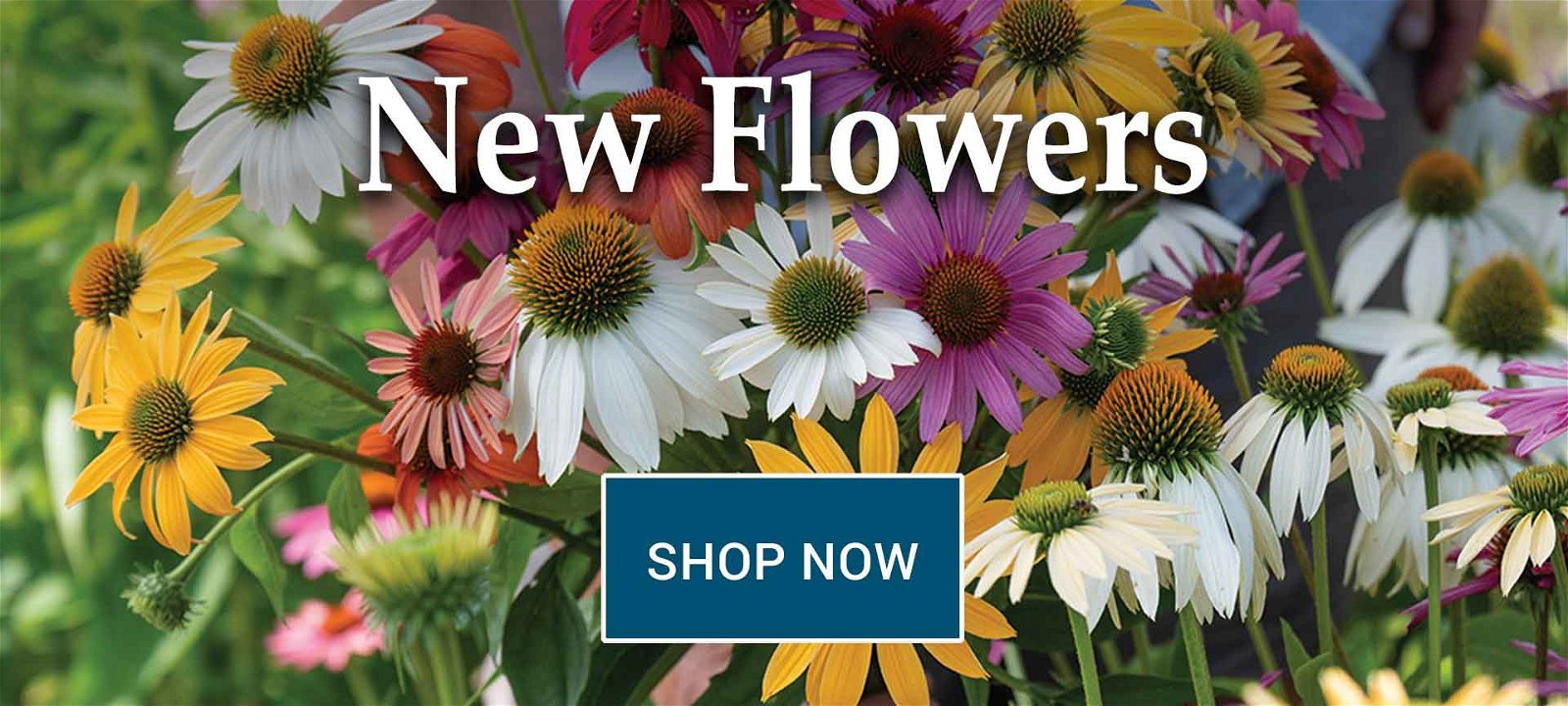Shop Johnny's New Flowers for 2024