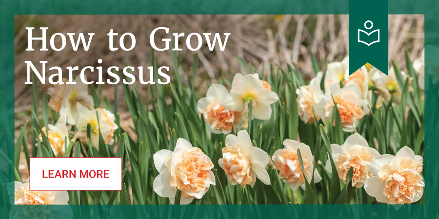 Learn to Grow Narcissus Banner