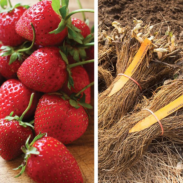 Strawberry Plant Collection Image
