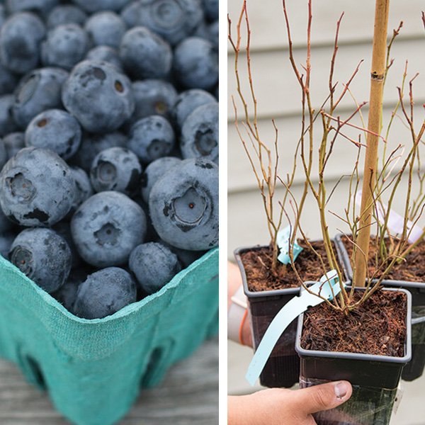 Blueberry Plant Collection Image