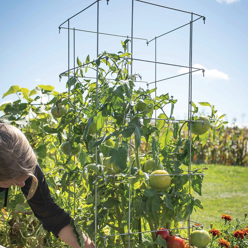 Tomato Cages