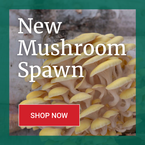 Mushroom Spawn Banner