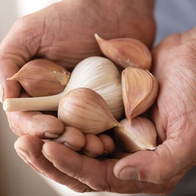 Music Garlic Image