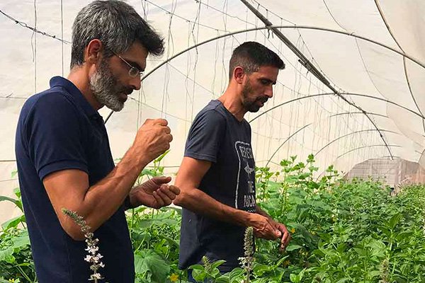 Phytopathologist, Basil Grower, and Basil Breeder