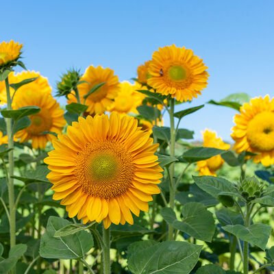 Tall Sunflower Image