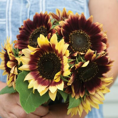 Branching Sunflower Image