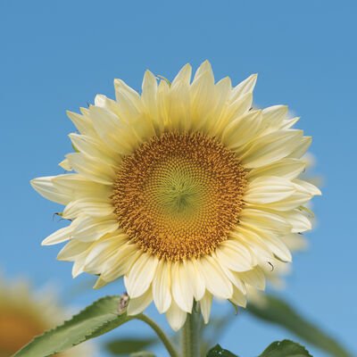 Single-Stem Sunflower Image