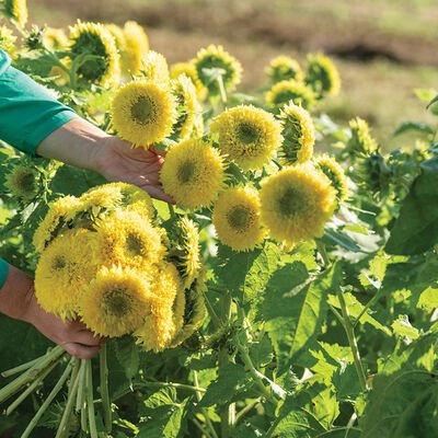 Dwarf Sunflower Image