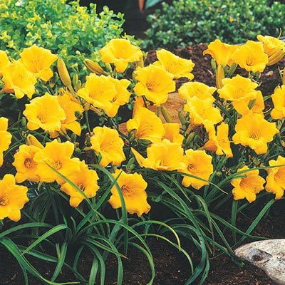 Daylily Stella d'Oro