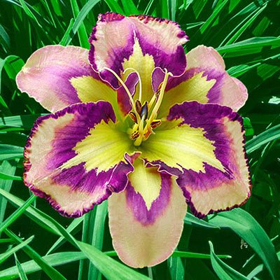 Daylily Spacecoast Behavior Pattern