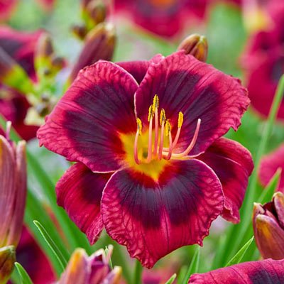 Daylily Plum Perfect