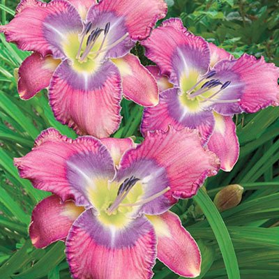 Daylily Mildred Mitchell