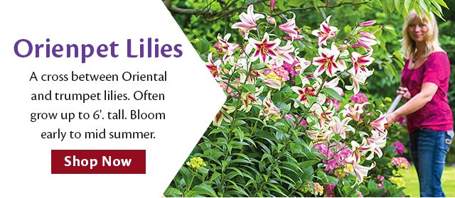 Orienpet Lilies