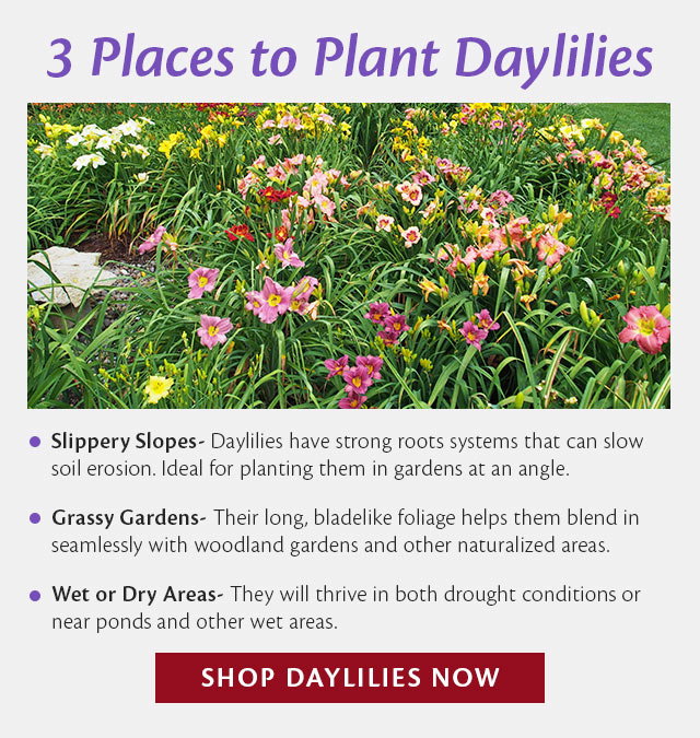 Daylilies