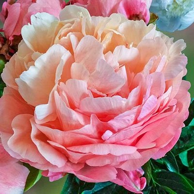 Peony Pink Hawaiian Coral