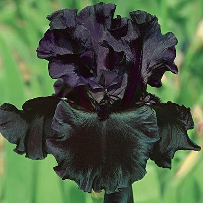 German Iris Black is Black