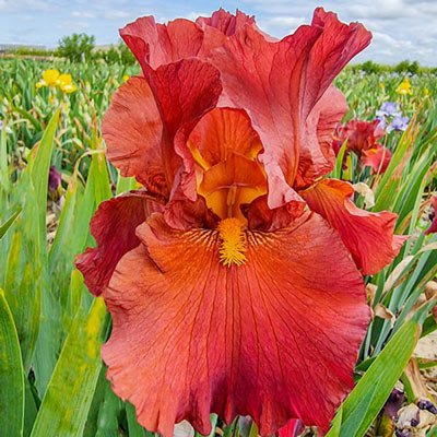 Reblooming German Iris Lest We Forget