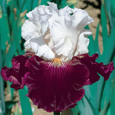 Reblooming German Iris Twist of Sheree