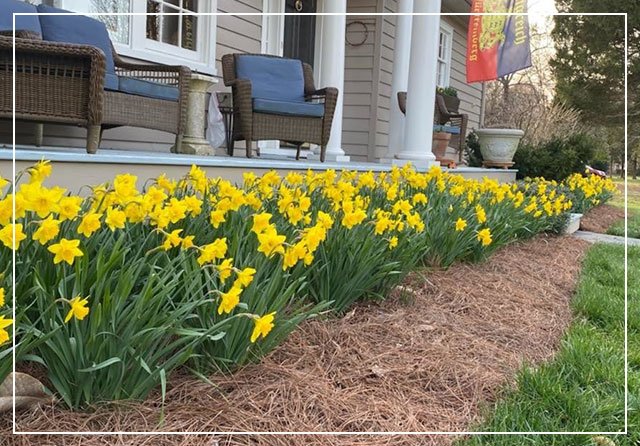 20% off Daffodils