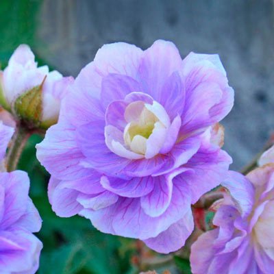 Hardy Geranium Summer Skies