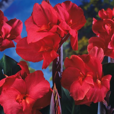 Giant Canna Ambassador (Black Knight)