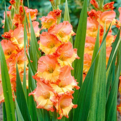 Gladiolus Princess Margareth Rose