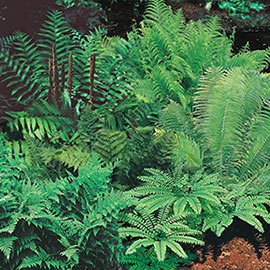 Native Woodland Fern Mix