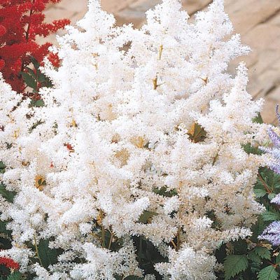 Astilbe Diamond