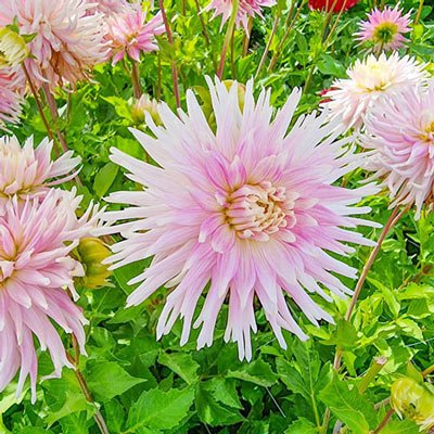 Cactus Dahlia Kiev