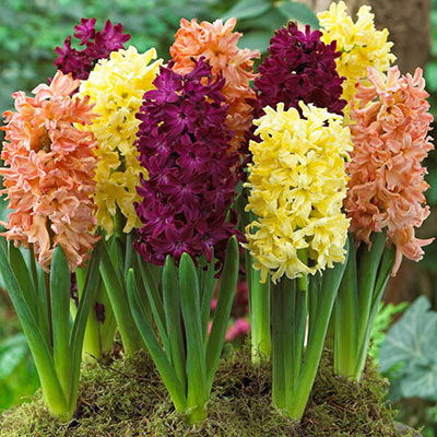 Redolent Riches Hyacinth Blend