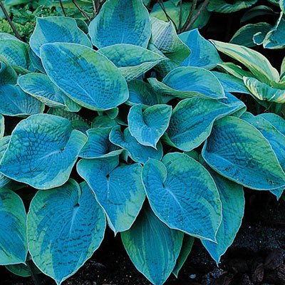 Hosta tokudama Flavocircinalis