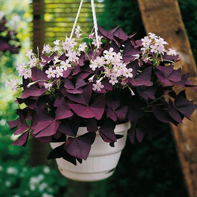 Burgundy Shamrock (Oxalis triangularis)