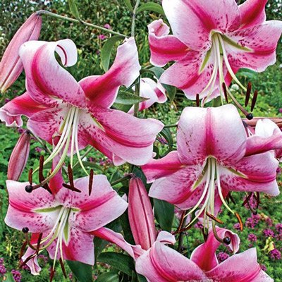 Giant Orienpet Lily Anastasia