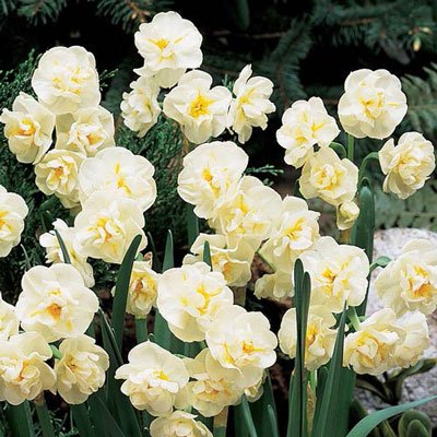 Fragrant Gardenia Daffodil (N. Cheerfulness')