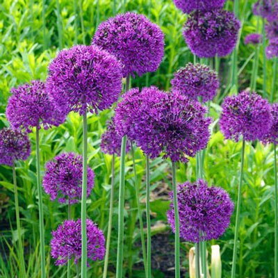 Allium Purple Sensation