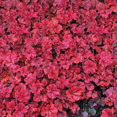 Heuchera Cherry Cola