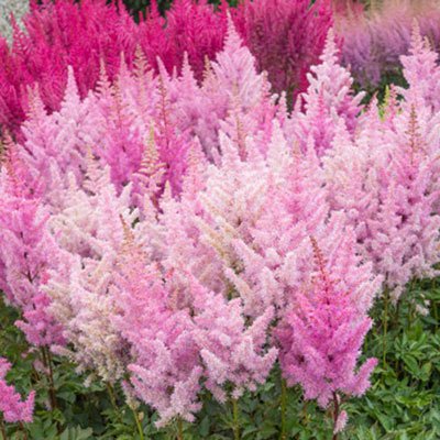 Astilbe Ice Cream