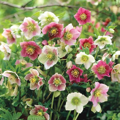 Mixed Hellebores (Helleborus orientalis Mix)