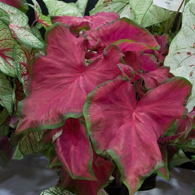 Caladium Fanny Munson