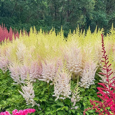 Astilbe Milk and Honey