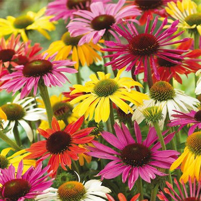 Echinacea Mixed