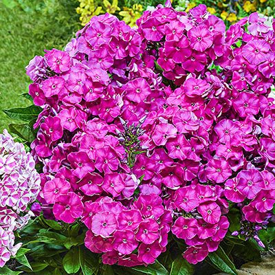 Dwarf Reblooming Phlox Bambini® Primadonna