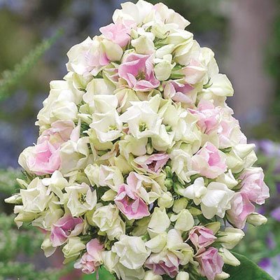 Hardy Tall Phlox Crème de la Crème