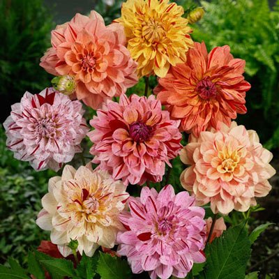 Rembrandt Dahlia Mixture